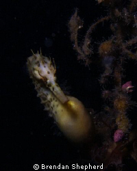 Big Bellied Seahorse, taken in Melbourne's Port Philip Ba... by Brendan Shepherd 